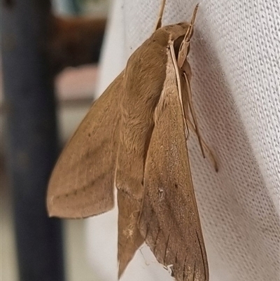 Unidentified Hawk moth (Sphingidae) at Copmanhurst, NSW - 10 Nov 2024 by MazzV