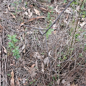 Crataegus monogyna at Watson, ACT - 6 Jan 2025