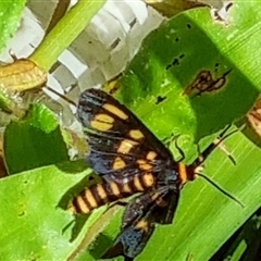 Unidentified Moth (Lepidoptera) at Copmanhurst, NSW - 27 Dec 2024 by MazzV