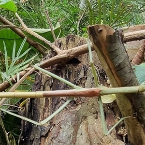 Unidentified Stick insect (Phasmatodea) at Copmanhurst, NSW by MazzV