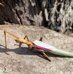 Unidentified Primitive insect at Bonny Hills, NSW - 30 Dec 2024 by pls047