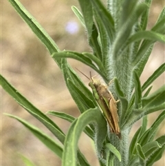 Caledia captiva (grasshopper) at Lyons, ACT - 6 Jan 2025 by ran452