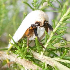 Maroga melanostigma (Pecan Stem Girdler) at Yass River, NSW by SenexRugosus