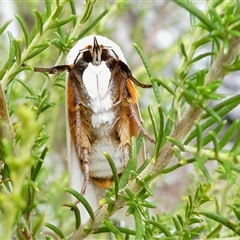 Maroga melanostigma at Yass River, NSW - 6 Jan 2025