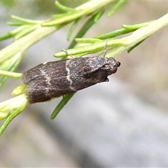 Lasiosticha canilinea (Phycitinae) at Yass River, NSW - 6 Jan 2025 by SenexRugosus