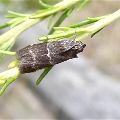 Lasiosticha canilinea (A Pyralid moth) at Yass River, NSW - 5 Jan 2025 by SenexRugosus