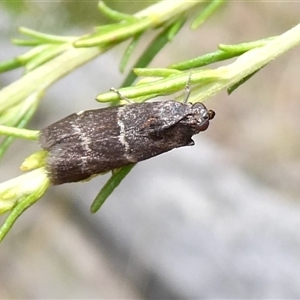 Lasiosticha canilinea at Yass River, NSW - 6 Jan 2025