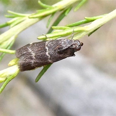 Lasiosticha canilinea (Phycitinae) at Yass River, NSW - 6 Jan 2025 by SenexRugosus