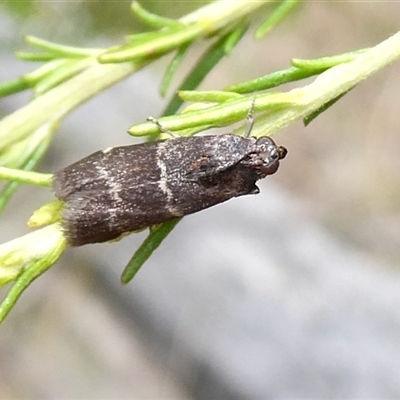 Lasiosticha canilinea (A Pyralid moth) at Yass River, NSW - 6 Jan 2025 by SenexRugosus