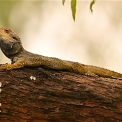 Pogona barbata (Eastern Bearded Dragon) at Acton, ACT - 6 Jan 2025 by Thurstan