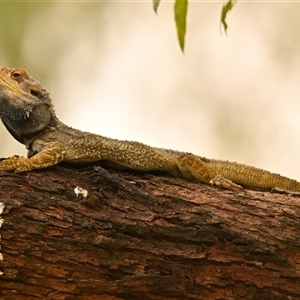 Pogona barbata at Acton, ACT by Thurstan