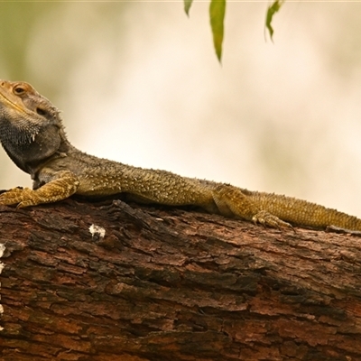 Pogona barbata at Acton, ACT - 5 Jan 2025 by Thurstan