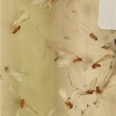 Unverified Termite (superfamily Termitoidea) by MazzV