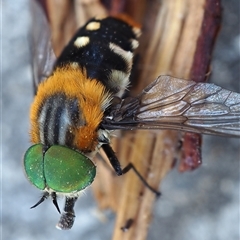 Scaptia (Scaptia) auriflua (A flower-feeding march fly) at Macquarie, ACT - 31 Dec 2024 by Heino1