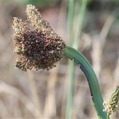 Plantago lanceolata (Ribwort Plantain, Lamb's Tongues) at West Wodonga, VIC - 1 Jan 2025 by KylieWaldon