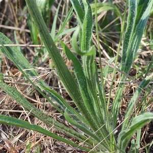 Plantago lanceolata at West Wodonga, VIC - 1 Jan 2025