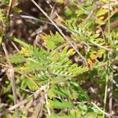 Acaena x ovina (Sheep's Burr) at West Wodonga, VIC - 1 Jan 2025 by KylieWaldon