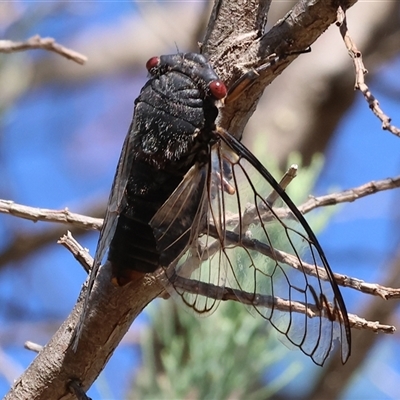 Psaltoda moerens (Redeye cicada) at West Wodonga, VIC - 31 Dec 2024 by KylieWaldon