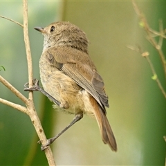 Acanthiza pusilla (Brown Thornbill) at Acton, ACT - 6 Jan 2025 by Thurstan