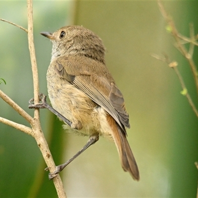 Acanthiza pusilla (Brown Thornbill) at Acton, ACT - 6 Jan 2025 by Thurstan