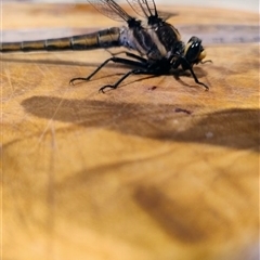 Petalura gigantea (Giant Dragonfly, South-Eastern Petaltail) at Upper Kangaroo Valley, NSW - 27 Dec 2024 by Baronia