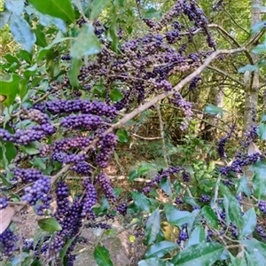 Myrsine howittiana (Brush Muttonwood) at Upper Kangaroo Valley, NSW by Baronia