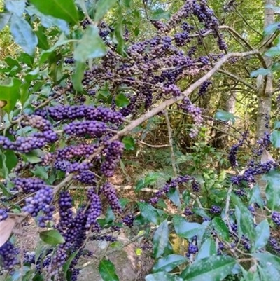 Myrsine howittiana (Brush Muttonwood) at Upper Kangaroo Valley, NSW - 2 Jan 2025 by Baronia