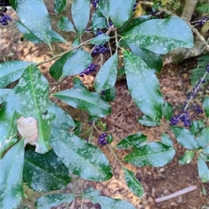 Myrsine howittiana at Upper Kangaroo Valley, NSW - 2 Jan 2025 02:14 PM