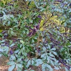 Myrsine howittiana at Upper Kangaroo Valley, NSW - 2 Jan 2025 02:14 PM