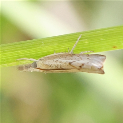 Culladia cuneiferellus (Crambinae moth) at O'Connor, ACT - 4 Jan 2025 by ConBoekel