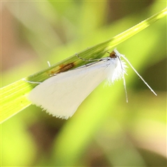 Tipanaea patulella (A Crambid moth) at O'Connor, ACT - 3 Jan 2025 by ConBoekel