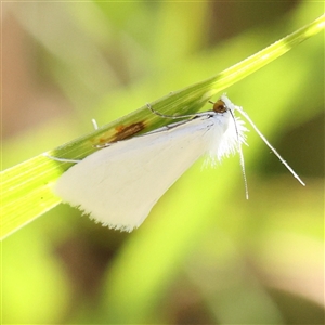 Tipanaea patulella at O'Connor, ACT - 4 Jan 2025 09:29 AM