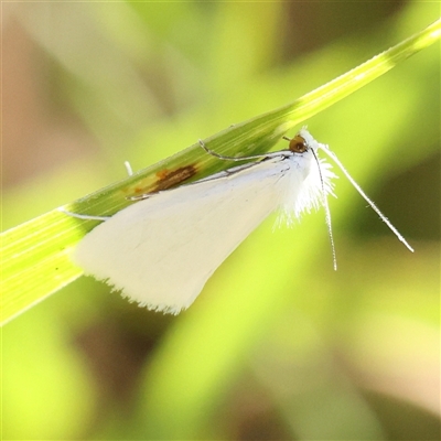 Tipanaea patulella (The White Crambid moth) at O'Connor, ACT - 4 Jan 2025 by ConBoekel