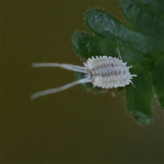 Pseudococcidae sp. (family) (A mealybug) at O'Connor, ACT - 5 Jan 2025 by ConBoekel