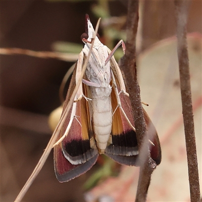 Uresiphita ornithopteralis (Tree Lucerne Moth) at O'Connor, ACT - 6 Jan 2025 by ConBoekel