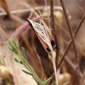 Uresiphita ornithopteralis at O'Connor, ACT - 6 Jan 2025