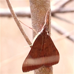 Uresiphita ornithopteralis at O'Connor, ACT - 6 Jan 2025 09:14 AM