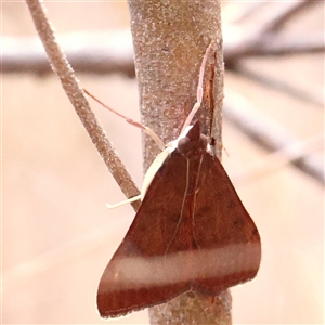 Uresiphita ornithopteralis at O'Connor, ACT - 6 Jan 2025