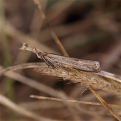 Faveria tritalis (Couchgrass Webworm) at O'Connor, ACT - 6 Jan 2025 by ConBoekel