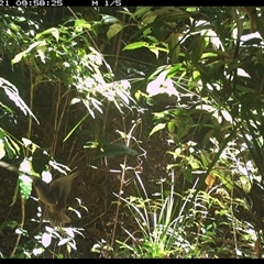 Unidentified Bird at Lorne, NSW - 20 Dec 2024 by Butlinz