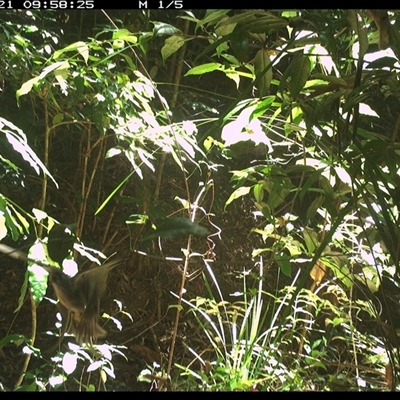 Unidentified Bird at Lorne, NSW - 20 Dec 2024 by Butlinz