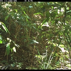 Unidentified Bird at Lorne, NSW - 24 Dec 2024 by Butlinz