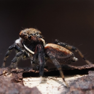 Maratus watagansi (Rainforest Peacock Spider) at Acton, ACT by patrickcox