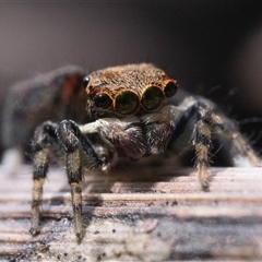 Maratus watagansi at Acton, ACT - 3 Jan 2025