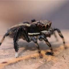 Maratus watagansi at Acton, ACT - 3 Jan 2025