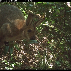 Notamacropus rufogriseus (Red-necked Wallaby) at Lorne, NSW by Butlinz