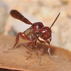Hyptiogaster sp. (genus) (A parasitic wasp) at Paddys River, ACT - 5 Jan 2025 by patrickcox