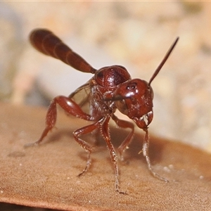 Hyptiogaster sp. (genus) (A parasitic wasp) at Paddys River, ACT by patrickcox