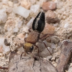 Ephutomorpha sp. (genus) (Mutillid wasp or Velvet ant) at Paddys River, ACT - 5 Jan 2025 by patrickcox