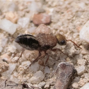 Ephutomorpha sp. (genus) at Paddys River, ACT - 5 Jan 2025